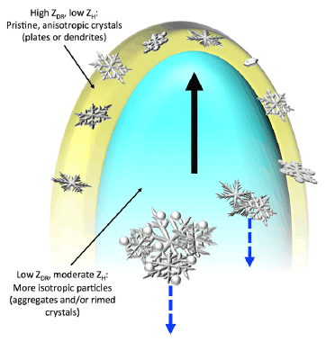 Conceptual model of a vertical slice through a generating cell with a shroud echo with example particle types present. The shroud of large ZDR and low ZH values (yellow color) indicates the presence of pristine anisotropic crystals with platelike or dendritic habits. The core of the generating cell (bluish color) is characterized by more snow aggragates or rimed crystals, the larger of which are descending (blue dashed lines) The core is also where the strongest updraft speeds (and thus supersaturations with respect to ice) are located, indicated the black vertical arrow).