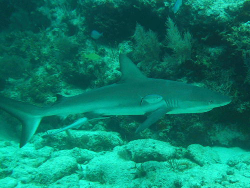 reefshark