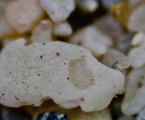 Venice’s prime location on Florida’s Gulf Coast means the quartz is mingled with fragments of small fossils and crushed shells.