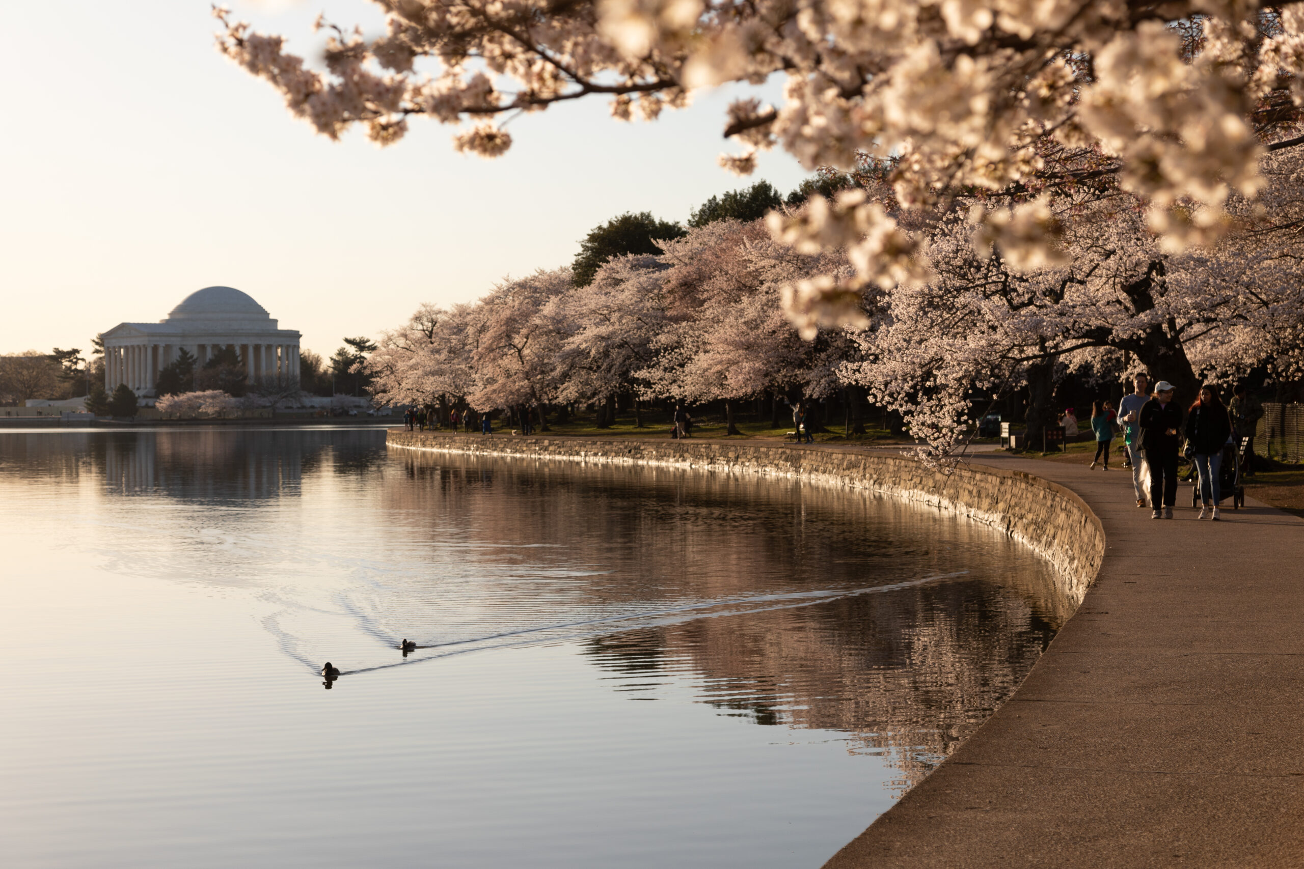 Tidal Basin with cherry blossoms and ducks (NPS photo)