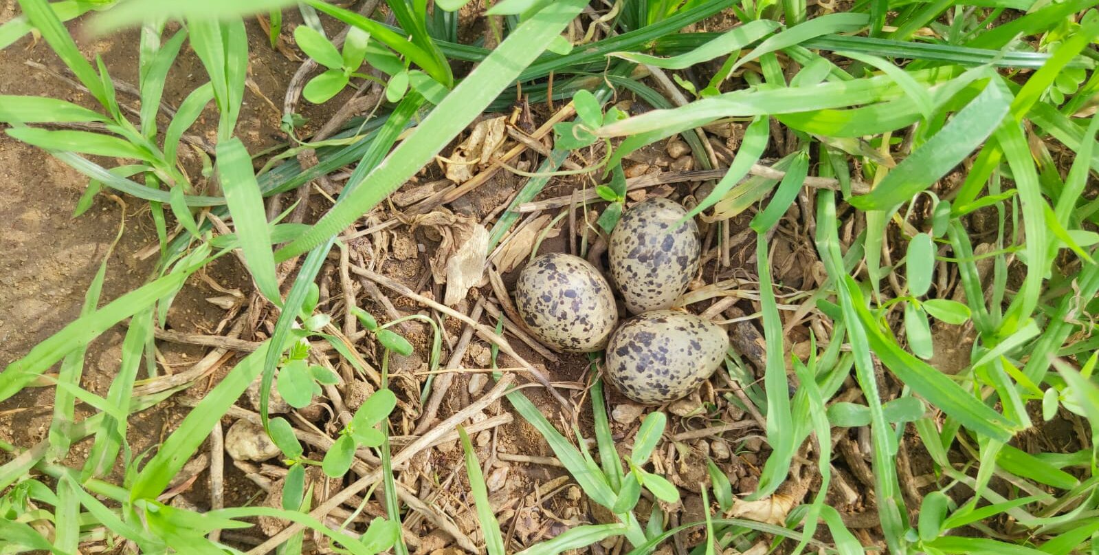 Lapwing nest with three eggs