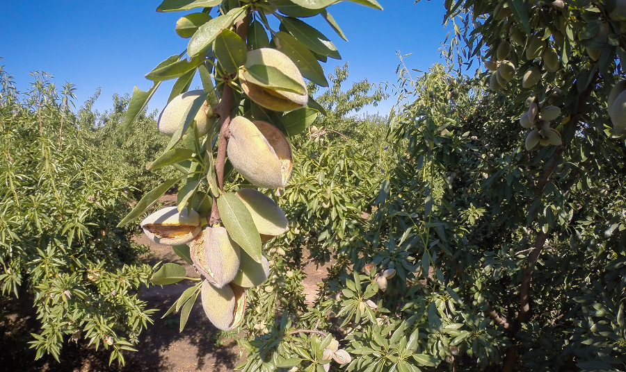 USDA photo of an almond orchard in Livingston, CA. Photo by Lance Cheung.